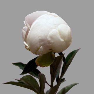 Biała peonia 