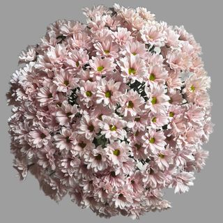 21 gałązka margaretek