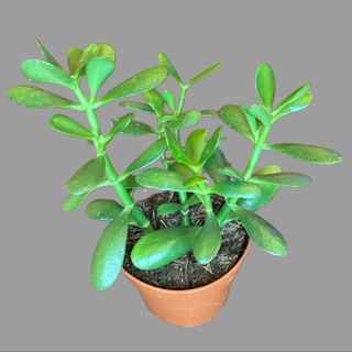 Drzewko szczęścia - pieniążek