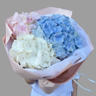 3 kolorowe hortnesje