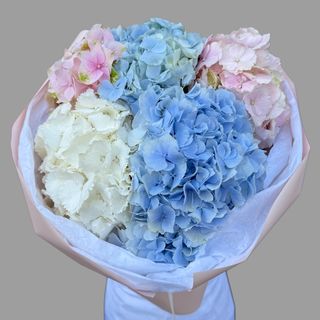 5 kolorowych hortensji