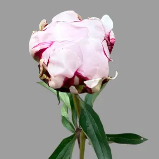 Różowa peonia 