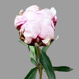 Różowa peonia 