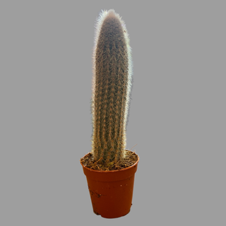 Kaktus 03