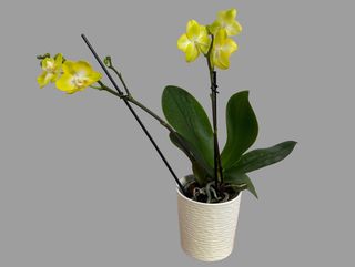 Mini storczyk żółty