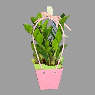 Zamiokulkas w torebce