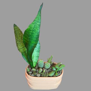 Kompozycja z kaktusów i sukulentów