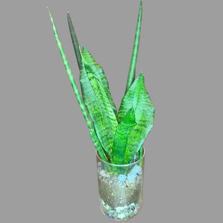 Kompozycja z kaktusów i sukulentów