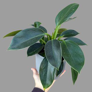 Philodendron