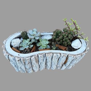 Duża kompozycja z sukulentów