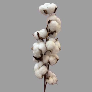 Gałązka bawełny