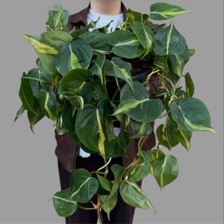 Philodendron