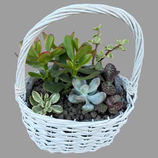 Koszyk z sukulentami i drzewkiem szczęścia