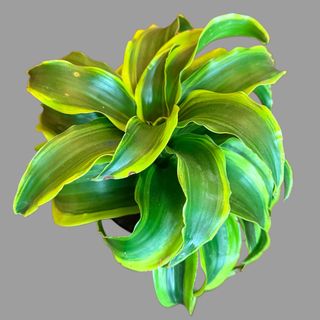 Dracen Janeta Żółta