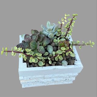 Kompozycja z sukulentow i roślinek w pudełku