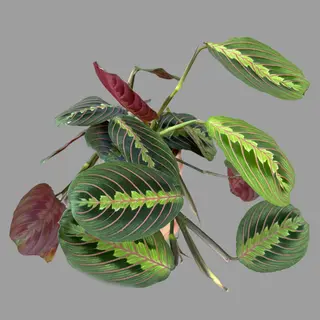 Calathea Maranta 