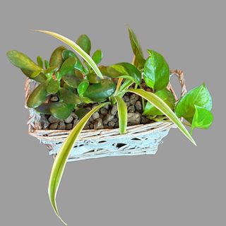 Kompozycja z roślin doniczkowych 04