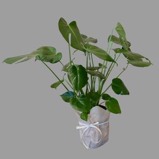 Monstera 