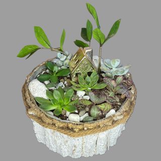 Kompozycja z roślin doniczkowych 3