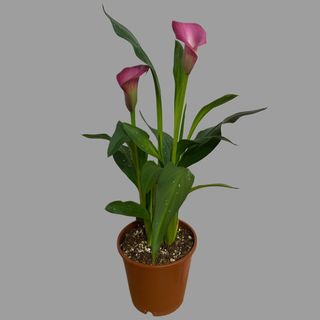 Róża calla
