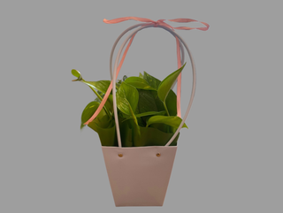 Epipremnum w torebce