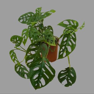 Monstera monkey