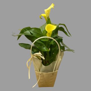Calla żółta w torebce