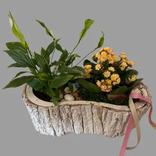 Kompozycja z kalanchoe i skrzydłokwiat