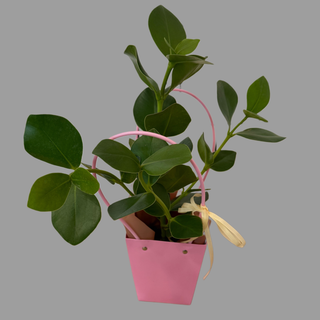 Klusia w torebce