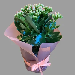 Kalanchoe różowe