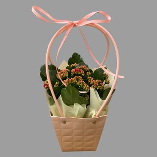 Kalanchoe w torebce