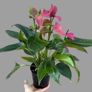 Ciemno różowy anturium