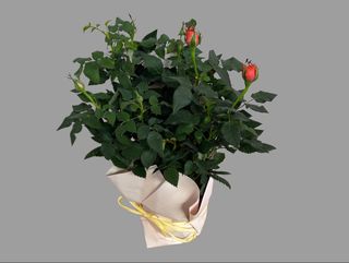 Różyczka w doniczce