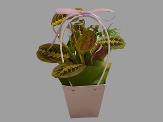 Maranta w torebce