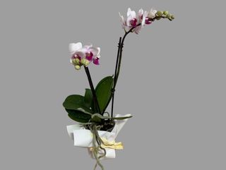 Mini storczyk różowy