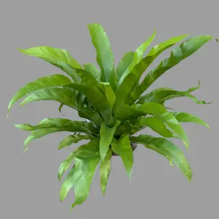 Duży Asplenium 