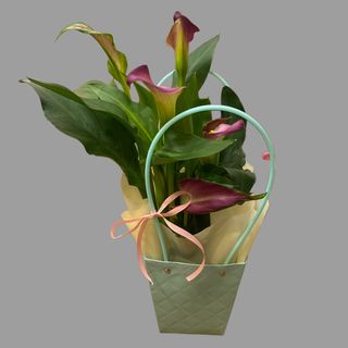 Calla różowa w torebce
