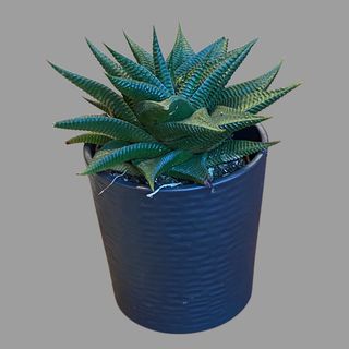 Haworthia