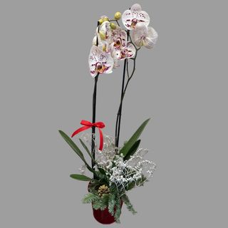 Storczyk świąteczny 02