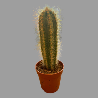 Kaktus 01