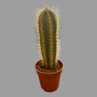 Kaktus 01