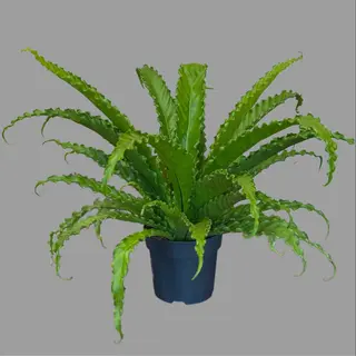 Karbowany asplenium  