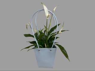 Skrzydłokwiat w torebce