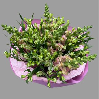 Bukiet kwiatów astromerii z lwią paszczą