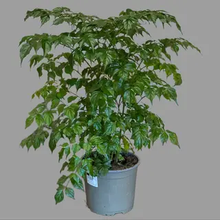 Rademanchera