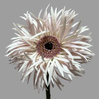 Gerbera Crazy