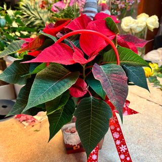 Czerwona gwiazda betlejemska