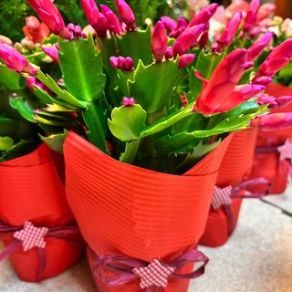 Schlumbergera kolorowa