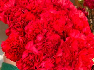 Bukiet czerwonych goździków