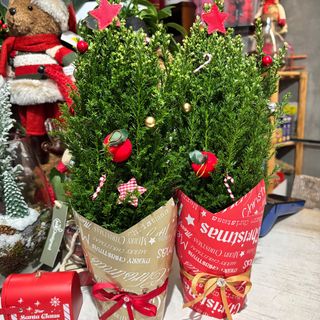 Świąteczny cyprysik